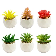 Põõsad roheline võlts lihav potitaim